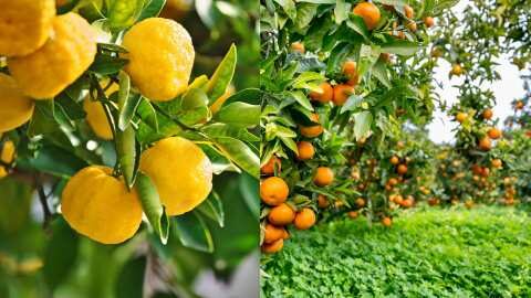 &laquo;&Gamma;&epsilon;&omega;&rho;&gamma;ί&alpha; &mu;&epsilon; &Epsilon;&upsilon;&phi;&upsilon;ΐ&alpha;&raquo; &gamma;&iota;&alpha; &tau;&eta; &beta;&epsilon;&lambda;&tau;ί&omega;&sigma;&eta; &tau;&eta;&sigmaf; &pi;&alpha;&rho;&alpha;&gamma;&omega;&gamma;ή&sigmaf; &epsilon;&sigma;&pi;&epsilon;&rho;&iota;&delta;&omicron;&epsilon;&iota;&delta;ώ&nu;