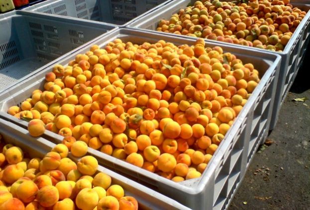 &Epsilon;&Kappa;&Epsilon;: &Chi;&alpha;&rho;&iota;&sigma;&tau;&iota;&kappa;ή &Beta;&omicron;&lambda;ή &gamma;&iota;&alpha; &tau;&eta;&nu; &Epsilon;&lambda;&lambda;&eta;&nu;&iota;&kappa;ή &Rho;&omicron;&delta;&alpha;&kappa;&iota;&nu;&omicron;&pi;&alpha;&rho;&alpha;&gamma;&omega;&gamma;ή - &Epsilon;&pi;&iota;&pi;&lambda;έ&omicron;&nu; &delta;&alpha;&sigma;&mu;ό&sigmaf; 25% &sigma;&tau;&iota;&sigmaf; &epsilon;&xi;&alpha;&gamma;&omega;&gamma;έ&sigmaf; &epsilon;&lambda;&lambda;&eta;&nu;&iota;&kappa;ή&sigmaf; &kappa;&omicron;&mu;&pi;ό&sigma;&tau;&alpha;&sigmaf; &rho;&omicron;&delta;ά&kappa;&iota;&nu;&omicron;&upsilon; &sigma;&tau;&iota;&sigmaf; &Eta;.&Pi;.&Alpha;.