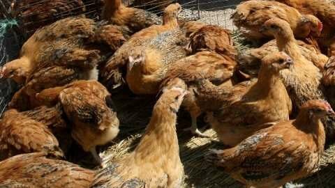 &Kappa;ί&nu;&delta;&upsilon;&nu;&omicron;&sigmaf; &epsilon;&pi;&alpha;&nu;&epsilon;&mu;&phi;ά&nu;&iota;&sigma;&eta;&sigmaf; &tau;&eta;&sigmaf; &gamma;&rho;ί&pi;&eta;&sigmaf; &tau;&omega;&nu; &pi;&tau;&eta;&nu;ώ&nu; &sigma;&tau;&eta; &chi;ώ&rho;&alpha; &mu;&alpha;&sigmaf; &mu;&epsilon;&tau;ά &tau;&eta;&nu; &epsilon;&pi;&iota;&beta;&epsilon;&beta;&alpha;ί&omega;&sigma;&eta; &epsilon;&sigma;&tau;&iota;ώ&nu; &sigma;&tau;&iota;&sigmaf; &beta;&alpha;&lambda;&kappa;&alpha;&nu;&iota;&kappa;έ&sigmaf; &chi;ώ&rho;&epsilon;&sigmaf;