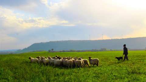 &Chi;&rho;. &Kappa;έ&lambda;&lambda;&alpha;&sigmaf; &sigma;&tau;&eta; &Beta;&omicron;&upsilon;&lambda;ή: &Sigma;&epsilon; &epsilon;&phi;&alpha;&rho;&mu;&omicron;&gamma;ή &sigma;&chi;έ&delta;&iota;&omicron; &alpha;&nu;&tau;&iota;&mu;&epsilon;&tau;ώ&pi;&iota;&sigma;&eta;&sigmaf; &tau;&omicron;&upsilon; &alpha;&phi;&theta;ώ&delta;&omicron;&upsilon;&sigmaf; &pi;&upsilon;&rho;&epsilon;&tau;&omicron;ύ &sigma;&tau;&eta; &Lambda;έ&sigma;&beta;&omicron; - &Pi;&lambda;ή&rho;&eta;&sigmaf; &sigma;&tau;ή&rho;&iota;&xi;&eta; &kappa;&tau;&eta;&nu;&omicron;&tau;&rho;ό&phi;&omega;&nu; &kappa;&alpha;&iota; &tau;&omicron;&pi;&iota;&kappa;ή&sigmaf; &omicron;&iota;&kappa;&omicron;&nu;&omicron;&mu;ί&alpha;&sigmaf;