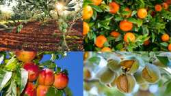 Alga force: &Gamma;&iota;&alpha; &alpha;&nu;&theta;&epsilon;&kappa;&tau;&iota;&kappa;ό&tau;&epsilon;&rho;&alpha; &phi;&upsilon;&tau;ά, &alpha;ύ&xi;&eta;&sigma;&eta; &tau;&omicron;&upsilon; &mu;&epsilon;&gamma;έ&theta;&omicron;&upsilon;&sigmaf; &kappa;&alpha;&iota; &tau;&eta;&sigmaf; &pi;&omicron;&iota;ό&tau;&eta;&tau;&alpha;&sigmaf; &tau;&omicron;&upsilon; &kappa;&alpha;&rho;&pi;&omicron;ύ