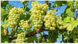 &Gamma;&epsilon;&omega;&rho;&gamma;&iota;&kappa;έ&sigmaf; &pi;&rho;&omicron;&epsilon;&iota;&delta;&omicron;&pi;&omicron;&iota;ή&sigma;&epsilon;&iota;&sigmaf; &gamma;&iota;&alpha; &tau;&omicron; &Alpha;&mu;&pi;έ&lambda;&iota;