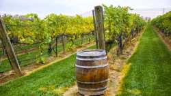 &Tau;&alpha; &sigma;&upsilon;&nu;&epsilon;&tau;&alpha;&iota;&rho;&iota;&sigma;&tau;&iota;&kappa;ά &omicron;&iota;&nu;&omicron;&pi;&omicron;&iota;&epsilon;ί&alpha; &tau;&eta;&sigmaf; &Gamma;&alpha;&lambda;&lambda;ί&alpha;&sigmaf; &beta;&lambda;έ&pi;&omicron;&upsilon;&nu; &tau;&omicron;&nu; &pi;ό&nu;&omicron; &tau;&eta;&sigmaf; &kappa;&rho;ί&sigma;&eta;&sigmaf;, &pi;&alpha;&rho;ά &tau;&eta;&nu; &omicron;&iota;&kappa;&omicron;&nu;&omicron;&mu;&iota;&kappa;ή &beta;&omicron;ή&theta;&epsilon;&iota;&alpha; &tau;&omega;&nu; 10 &epsilon;&kappa;&alpha;&tau;&omicron;&mu;&mu;&upsilon;&rho;ί&omega;&nu; &epsilon;&upsilon;&rho;ώ