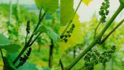 &Alpha;&sigma;&theta;έ&nu;&epsilon;&iota;&epsilon;&sigmaf; &kappa;&alpha;&iota; &epsilon;&chi;&theta;&rho;&omicron;ί &tau;&omicron;&upsilon; &Alpha;&mu;&pi;&epsilon;&lambda;&iota;&omicron;ύ