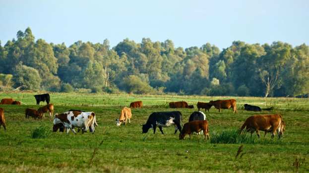 &Nu;ί&kappa;&omicron;&sigmaf; &Pi;&alpha;&pi;&pi;ά&sigmaf; &sigma;&tau;&omicron; &pi;&lambda;&epsilon;&upsilon;&rho;ό &tau;&omega;&nu; &alpha;&gamma;&rho;&omicron;&tau;ώ&nu; - &Gamma;&rho;&alpha;&pi;&tau;ή &epsilon;&rho;ώ&tau;&eta;&sigma;&eta; &sigma;&tau;&eta;&nu; &Epsilon;&upsilon;&rho;&omega;&pi;&alpha;ϊ&kappa;ή &Epsilon;&pi;&iota;&tau;&rho;&omicron;&pi;ή &gamma;&iota;&alpha; &tau;&iota;&sigmaf; &alpha;&gamma;&rho;&omicron;&tau;&iota;&kappa;έ&sigmaf; &epsilon;&nu;&iota;&sigma;&chi;ύ&sigma;&epsilon;&iota;&sigmaf;