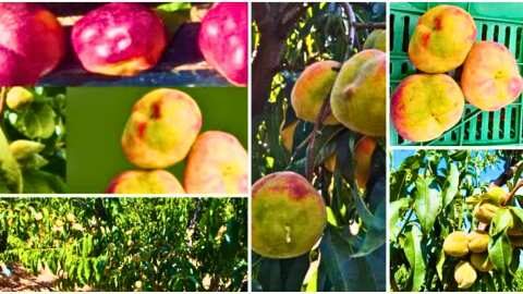 &Pi;&alpha;&rho;&alpha;&mu;&omicron;&rho;&phi;&omega;&mu;έ&nu;&alpha; &rho;&omicron;&delta;ά&kappa;&iota;&nu;&alpha;: Ά&kappa;&alpha;&rho;&pi;&eta; &eta; &sigma;&upsilon;&nu;ά&nu;&tau;&eta;&sigma;&eta; &alpha;&gamma;&rho;&omicron;&tau;ώ&nu; &mu;&epsilon; &Sigma;&tau;&alpha;&mu;&epsilon;&nu;ί&tau;&eta;, &zeta;&eta;&tau;&omicron;ύ&nu; &sigma;&upsilon;&nu;ά&nu;&tau;&eta;&sigma;&eta; &mu;&epsilon; &Tau;&sigma;&iota;ά&rho;&alpha;&hellip;&sigma;&tau;&omicron; &beta;ά&theta;&omicron;&sigmaf; &kappa;&iota;&nu;&eta;&tau;&omicron;&pi;&omicron;&iota;ή&sigma;&epsilon;&iota;&sigmaf; (&Beta;ί&nu;&tau;&epsilon;&omicron;)