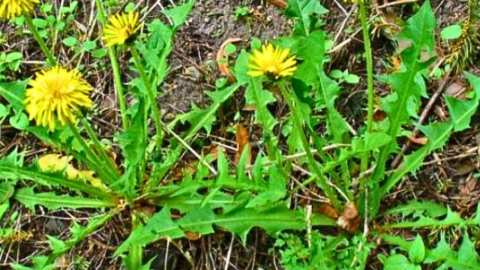 &Tau;&alpha; 10 &zeta;&iota;&zeta;ά&nu;&iota;&alpha; &mu;&epsilon; &tau;&iota;&sigmaf; &epsilon;&upsilon;&epsilon;&rho;&gamma;&epsilon;&tau;&iota;&kappa;έ&sigmaf; &iota;&delta;&iota;ό&tau;&eta;&tau;&epsilon;&sigmaf; - &Mu;&eta; &tau;&alpha; &kappa;&alpha;&tau;&alpha;&pi;&omicron;&lambda;&epsilon;&mu;ά&tau;&epsilon;