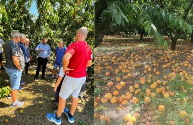 &Lambda;ά&kappa;&eta;&sigmaf; &Beta;&alpha;&sigma;&iota;&lambda;&epsilon;&iota;ά&delta;&eta;&sigmaf;: &Epsilon;&pi;&iota;&tau;&alpha;&kappa;&tau;&iota;&kappa;ή &eta; &alpha;&nu;ά&gamma;&kappa;&eta; &sigma;&tau;ή&rho;&iota;&xi;&eta;&sigmaf; &tau;&omega;&nu; &rho;&omicron;&delta;&alpha;&kappa;&iota;&nu;&omicron;&pi;&alpha;&rho;&alpha;&gamma;&omega;&gamma;ώ&nu;