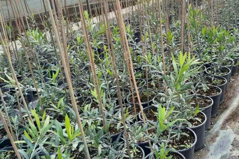 &Delta;&epsilon;&sigmaf; &Nu;έ&epsilon;&sigmaf; &Iota;&tau;&alpha;&lambda;&iota;&kappa;έ&sigmaf; &Pi;&omicron;&iota;&kappa;&iota;&lambda;ί&epsilon;&sigmaf; &Epsilon;&lambda;&iota;ά&sigmaf;!