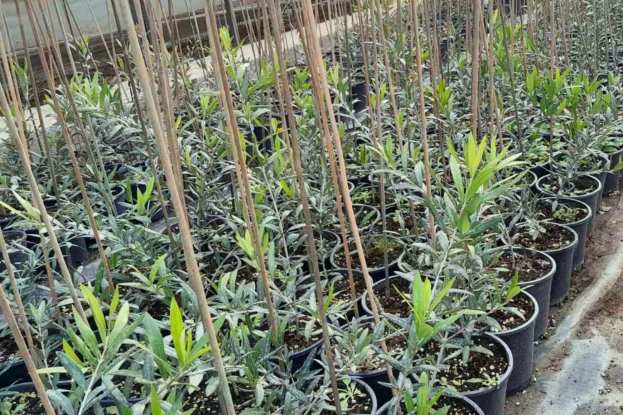 &Delta;&epsilon;&sigmaf; &Nu;έ&epsilon;&sigmaf; &Iota;&tau;&alpha;&lambda;&iota;&kappa;έ&sigmaf; &Pi;&omicron;&iota;&kappa;&iota;&lambda;ί&epsilon;&sigmaf; &Epsilon;&lambda;&iota;ά&sigmaf;!