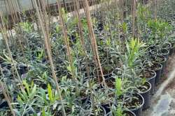 &Delta;&epsilon;&sigmaf; &Nu;έ&epsilon;&sigmaf; &Iota;&tau;&alpha;&lambda;&iota;&kappa;έ&sigmaf; &Pi;&omicron;&iota;&kappa;&iota;&lambda;ί&epsilon;&sigmaf; &Epsilon;&lambda;&iota;ά&sigmaf;!