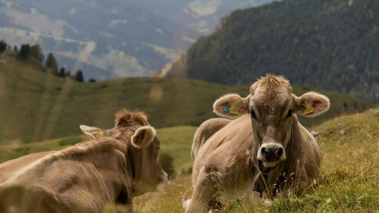 &Alpha;&Kappa;&Kappa;&Epsilon;&Lambda;: &Mu;&epsilon; &tau;&omicron; &kappa;&alpha;&lambda;&eta;&mu;έ&rho;&alpha; &tau;&eta;&sigmaf; Mercosur ά&rho;&chi;&iota;&sigma;&alpha;&nu; &alpha;&upsilon;&tau;ά &pi;&omicron;&upsilon; &phi;&omicron;&beta;ό&mu;&alpha;&sigma;&tau;&alpha;&nu;