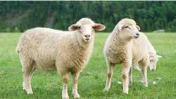 &Epsilon;&phi;&alpha;&rho;&mu;&omicron;&gamma;ή &pi;&rho;&omicron;&lambda;&eta;&pi;&tau;&iota;&kappa;ώ&nu; &mu;έ&tau;&rho;&omega;&nu; &beta;&iota;&omicron;&alpha;&sigma;&phi;ά&lambda;&epsilon;&iota;&alpha;&sigmaf; &gamma;&iota;&alpha; &tau;&eta;&nu; &pi;&rho;&omicron;&sigma;&tau;&alpha;&sigma;ί&alpha; &alpha;&pi;ό &tau;&omicron;&nu; &iota;ό &tau;&eta;&sigmaf; &epsilon;&upsilon;&lambda;&omicron;&gamma;&iota;ά&sigmaf; &tau;&omega;&nu; &alpha;&iota;&gamma;&omicron;&pi;&rho;&omicron;&beta;ά&tau;&omega;&nu;