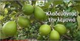 &Kappa;&lambda;ά&delta;&epsilon;&mu;&alpha; &lambda;&epsilon;&mu;&omicron;&nu;&iota;ά&sigmaf; - &Tau;&iota; &pi;&rho;έ&pi;&epsilon;&iota; &nu;&alpha; &pi;&rho;&omicron;&sigma;έ&xi;&omicron;&upsilon;&mu;&epsilon; &gamma;&iota;&alpha; &upsilon;&gamma;&iota;ή &kappa;&alpha;&iota; &gamma;&epsilon;&upsilon;&sigma;&tau;&iota;&kappa;ά &lambda;&epsilon;&mu;ό&nu;&iota;&alpha; (&Beta;ί&nu;&tau;&epsilon;&omicron;)