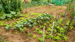 &Lambda;&alpha;&chi;&alpha;&nu;ό&kappa;&eta;&pi;&omicron;&sigmaf;: &Tau;&rho;ό&pi;&omicron;&iota; &gamma;&iota;&alpha; &nu;&alpha; έ&chi;&epsilon;&tau;&epsilon; &upsilon;&psi;&eta;&lambda;έ&sigmaf; &alpha;&pi;&omicron;&delta;ό&sigma;&epsilon;&iota;&sigmaf;