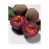 &Tau;&omicron; &Mu;&alpha;ύ&rho;&omicron; &Rho;&omicron;&delta;ά&kappa;&iota;&nu;&omicron; (video)