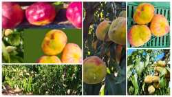 &Alpha;&nu;ά&sigma;&tau;&alpha;&tau;&omicron;&sigmaf; &omicron; &alpha;&gamma;&rho;&omicron;&tau;&iota;&kappa;ό&sigmaf; &kappa;ό&sigma;&mu;&omicron;&sigmaf; &mu;&epsilon; &tau;&alpha; &pi;&alpha;&rho;&alpha;&mu;&omicron;&rho;&phi;&omega;&mu;έ&nu;&alpha; &rho;&omicron;&delta;ά&kappa;&iota;&nu;&alpha; &ndash; &Zeta;&eta;&tau;ά&epsilon;&iota; ά&mu;&epsilon;&sigma;&eta; &sigma;&tau;ή&rho;&iota;&xi;&eta; | &Alpha;&gamma;&rho;&omicron;&tau;&iota;&kappa;ά &nu;έ&alpha; IMATHIOTIKIGI.GR