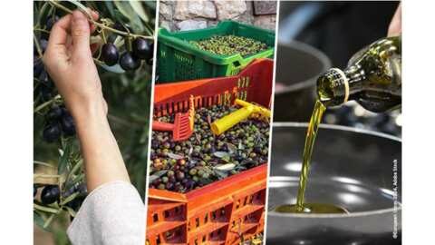 &Eta; &Epsilon;&Epsilon; &epsilon;&gamma;&kappa;&alpha;&iota;&nu;&iota;ά&zeta;&epsilon;&iota; &pi;&alpha;&rho;&alpha;&tau;&eta;&rho;&eta;&tau;ή&rho;&iota;&omicron; &alpha;&gamma;&omicron;&rho;ά&sigmaf; &gamma;&iota;&alpha; &tau;&omicron;&nu; &tau;&omicron;&mu;έ&alpha; &tau;&omicron;&upsilon; &epsilon;&lambda;&alpha;&iota;&omicron;&lambda;ά&delta;&omicron;&upsilon; &kappa;&alpha;&iota; &tau;&omega;&nu; &epsilon;&pi;&iota;&tau;&rho;&alpha;&pi;έ&zeta;&iota;&omega;&nu; &epsilon;&lambda;&iota;ώ&nu;