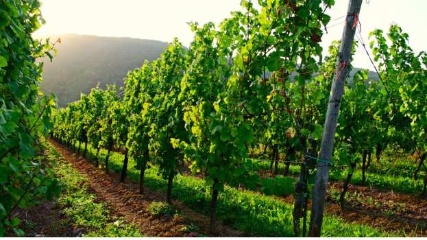 &Gamma;&epsilon;&omega;&rho;&gamma;&iota;&kappa;έ&sigmaf; &pi;&rho;&omicron;&epsilon;&iota;&delta;&omicron;&pi;&omicron;&iota;ή&sigma;&epsilon;&iota;&sigmaf; &gamma;&iota;&alpha; &tau;&omicron; &Alpha;&mu;&pi;έ&lambda;&iota;