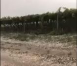 &Iota;&sigma;&chi;&upsilon;&rho;ή &chi;&alpha;&lambda;&alpha;&zeta;ό&pi;&tau;&omega;&sigma;&eta; έ&pi;&lambda;&eta;&xi;&epsilon; &kappa;&alpha;&lambda;&lambda;&iota;έ&rho;&gamma;&epsilon;&iota;&epsilon;&sigmaf; &sigma;&tau;&eta;&nu; &Iota;&tau;&alpha;&lambda;ί&alpha; (&Beta;ί&nu;&tau;&epsilon;&omicron; &amp; &Phi;&omega;&tau;&omicron;&gamma;&rho;&alpha;&phi;ί&epsilon;&sigmaf;)
