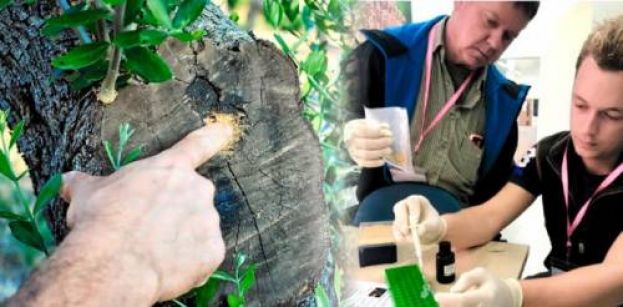 &Nu;&Epsilon;&Alpha; &Mu;&Epsilon;&Theta;&Omicron;&Delta;&Omicron;&Sigma; &Alpha;&Nu;&Iota;&Chi;&Nu;&Epsilon;&Upsilon;&Sigma;&Eta;&Sigma; &Tau;&Eta;&Sigma; &Xi;&Upsilon;&Lambda;&Epsilon;&Lambda;&Alpha; (XYLELLA FASTIDIOSA) &Sigma;&Tau;&Eta;&Nu; &Epsilon;&Lambda;&Iota;&Alpha;