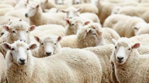 &Epsilon;&upsilon;&lambda;&omicron;&gamma;&iota;ά &pi;&rho;&omicron;&beta;ά&tau;&omega;&nu;: &Mu;έ&tau;&rho;&alpha; &kappa;&alpha;&iota; &sigma;&tau;&eta; &Lambda;ή&mu;&nu;&omicron; &lambda;ό&gamma;&omega; ύ&pi;&omicron;&pi;&tau;&omicron;&upsilon; &kappa;&rho;&omicron;ύ&sigma;&mu;&alpha;&tau;&omicron;&sigmaf;