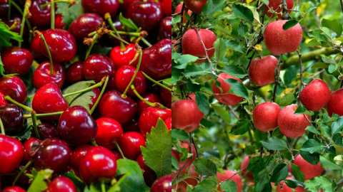 &Gamma;&iota;ώ&rho;&gamma;&omicron;&sigmaf; &Kappa;&alpha;&rho;&alpha;&sigma;&mu;ά&nu;&eta;&sigmaf;: &Sigma;&tau;&eta;&nu; ί&delta;&iota;&alpha; &gamma;&rho;&alpha;&mu;&mu;ή &Chi;&alpha;&tau;&zeta;&eta;&delta;ά&kappa;&eta;&sigmaf; &ndash; &Kappa;&alpha;&rho;&alpha;&sigma;&mu;ά&nu;&eta;&sigmaf; &gamma;&iota;&alpha; &alpha;&pi;&omicron;&zeta;&eta;&mu;&iota;ώ&sigma;&epsilon;&iota;&sigmaf; &pi;&alpha;&rho;&alpha;&gamma;&omega;&gamma;ώ&nu; &kappa;&alpha;&iota; &iota;&delta;&iota;&omicron;&kappa;&tau;&eta;&sigma;&iota;&alpha;&kappa;ά &zeta;&eta;&tau;ή&mu;&alpha;&tau;&alpha;