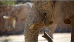 Έ&chi;&omicron;&upsilon;&nu; &pi;&epsilon;&theta;ά&nu;&epsilon;&iota; &pi;&epsilon;&rho;&iota;&sigma;&sigma;ό&tau;&epsilon;&rho;&omicron;&iota; &alpha;&pi;ό 200 &epsilon;&lambda;έ&phi;&alpha;&nu;&tau;&epsilon;&sigmaf; &sigma;&epsilon; &delta;&iota;ά&sigma;&tau;&eta;&mu;&alpha; 9 &mu;&eta;&nu;ώ&nu; &lambda;ό&gamma;&omega; &tau;&eta;&sigmaf; &xi;&eta;&rho;&alpha;&sigma;ί&alpha;&sigmaf; &sigma;&tau;&eta;&nu; &Kappa;έ&nu;&upsilon;&alpha;