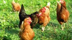 &Eta;&Pi;&Alpha;: &Epsilon;&pi;&iota;&beta;&epsilon;&beta;&alpha;&iota;ώ&theta;&eta;&kappa;&alpha;&nu; 4 &nu;έ&alpha; &kappa;&rho;&omicron;ύ&sigma;&mu;&alpha;&tau;&alpha; &tau;&eta;&sigmaf; &gamma;&rho;ί&pi;&eta;&sigmaf; &tau;&omega;&nu; &pi;&tau;&eta;&nu;ώ&nu; &sigma;&epsilon; &alpha;&nu;&theta;&rho;ώ&pi;&omicron;&upsilon;&sigmaf;