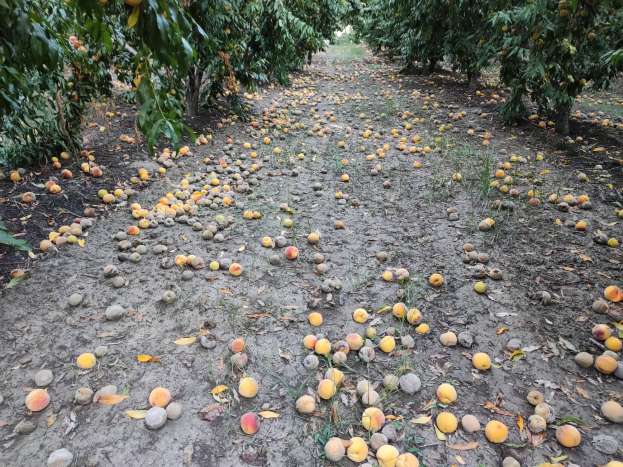 &Gamma;. &Kappa;&alpha;&rho;&alpha;&sigma;&mu;ά&nu;&eta;&sigmaf; : &Mu;&eta;&nu; &mu;&pi;&lambda;&epsilon;&chi;&tau;&omicron;ύ&mu;&epsilon; &sigma;&epsilon; &kappa;&upsilon;&kappa;&epsilon;ώ&nu;&epsilon;&sigmaf; - &Mu;&pi;&omicron;&rho;&omicron;ύ&mu;&epsilon; &delta;ί&kappa;&alpha;&iota;&epsilon;&sigmaf; &kappa;&alpha;&iota; &gamma;&rho;ή&gamma;&omicron;&rho;&epsilon;&sigmaf; &alpha;&pi;&omicron;&zeta;&eta;&mu;&iota;ώ&sigma;&epsilon;&iota;&sigmaf; &sigma;&tau;&omicron;&upsilon;&sigmaf; &rho;&omicron;&delta;&alpha;&kappa;&iota;&nu;&omicron;&pi;&alpha;&rho;&alpha;&gamma;&omega;&gamma;&omicron;ύ&sigmaf;