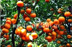 &Alpha;&gamma;&rho;&omicron;&tau;&iota;&kappa;ά &nu;έ&alpha;-&Theta;&epsilon;&sigma;&pi;&rho;&omega;&tau;ί&alpha;: &Kappa;&alpha;&tau;ώ&tau;&epsilon;&rho;&eta; &tau;&iota;&mu;ή &tau;&alpha; 38 &lambda;&epsilon;&pi;&tau;ά &delta;&iota;&alpha;&mu;&eta;&nu;ύ&omicron;&upsilon;&nu; &omicron;&iota; &pi;&alpha;&rho;&alpha;&gamma;&omega;&gamma;&omicron;ί &mu;&alpha;&nu;&tau;&alpha;&rho;&iota;&nu;&iota;ώ&nu;