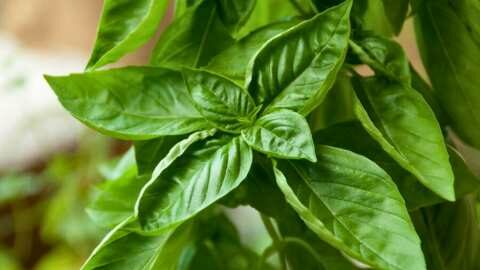 &Lambda;&omicron;&iota;&mu;ώ&xi;&epsilon;&iota;&sigmaf;: &Pi;&omicron;&iota;&omicron; &epsilon;ί&nu;&alpha;&iota; &tau;&omicron; &pi;&iota;&omicron; &iota;&sigma;&chi;&upsilon;&rho;ό &laquo;&epsilon;&lambda;&iota;&xi;ί&rho;&iota;&omicron;&raquo;