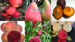 &Mu;&epsilon; &mu;&epsilon;&gamma;ά&lambda;&epsilon;&sigmaf; &pi;&rho;&omicron;&omicron;&pi;&tau;&iota;&kappa;έ&sigmaf; &omicron;&iota; &Nu;έ&epsilon;&sigmaf; &Pi;&omicron;&iota;&kappa;&iota;&lambda;ί&epsilon;&sigmaf; &Alpha;&chi;&lambda;&alpha;&delta;&iota;ά&sigmaf; - &Mu;&eta;&lambda;&iota;ά&sigmaf; - &Beta;&epsilon;&rho;&iota;&kappa;&omicron;&kappa;&iota;ά&sigmaf; - &Nu;&epsilon;&kappa;&tau;&alpha;&rho;&iota;&nu;&iota;ά&sigmaf; - &Delta;&alpha;&mu;&alpha;&sigma;&kappa;ή&nu;&iota;&alpha;&sigmaf;