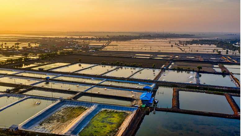 &Theta;&alpha;&lambda;ά&sigma;&sigma;&iota;&alpha; &upsilon;&delta;&alpha;&tau;&omicron;&kappa;&alpha;&lambda;&lambda;&iota;έ&rho;&gamma;&epsilon;&iota;&alpha; &kappa;&alpha;&iota; &kappa;&lambda;&iota;&mu;&alpha;&tau;&iota;&kappa;ή &alpha;&lambda;&lambda;&alpha;&gamma;ή: &Tau;&iota; &sigma;&eta;&mu;&alpha;ί&nu;&epsilon;&iota; &gamma;&iota;&alpha; &tau;&omicron;&upsilon;&sigmaf; &kappa;&alpha;&tau;&alpha;&nu;&alpha;&lambda;&omega;&tau;έ&sigmaf;