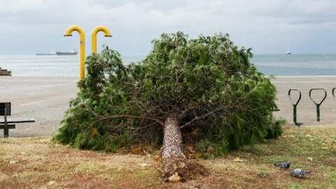 &Sigma;&iota;&theta;&omega;&nu;ί&alpha; &Chi;&alpha;&lambda;&kappa;&iota;&delta;&iota;&kappa;ή&sigmaf;: &Zeta;&eta;&mu;&iota;έ&sigmaf; &alpha;&pi;ό &tau;&omicron; &pi;έ&rho;&alpha;&sigma;&mu;&alpha; &tau;&eta;&sigmaf; &kappa;&alpha;&kappa;&omicron;&kappa;&alpha;&iota;&rho;ί&alpha;&sigmaf; Bora