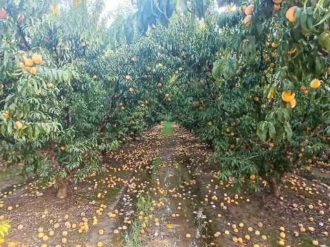 &Epsilon;&rho;ώ&tau;&eta;&sigma;&eta; &tau;&eta;&sigmaf; &Tau;&zeta;ά&kappa;&rho;&eta; &sigma;&tau;&eta; &Beta;&omicron;&upsilon;&lambda;ή &gamma;&iota;&alpha; &tau;&iota;&sigmaf; &alpha;&pi;&omicron;&zeta;&eta;&mu;&iota;ώ&sigma;&epsilon;&iota;&sigmaf; &tau;&omega;&nu; &zeta;&eta;&mu;&iota;ώ&nu; &pi;&omicron;&upsilon; &pi;&rho;&omicron;&kappa;&lambda;ή&theta;&eta;&kappa;&alpha;&nu; &alpha;&pi;ό &tau;&iota;&sigmaf; &beta;&rho;&omicron;&chi;&omicron;&pi;&tau;ώ&sigma;&epsilon;&iota;&sigmaf; &tau;&omicron;&upsilon; &Alpha;&upsilon;&gamma;&omicron;ύ&sigma;&tau;&omicron;&upsilon;