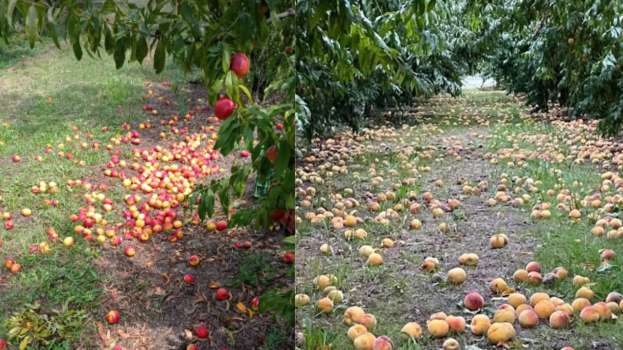 &Omicron; &epsilon;&mu;&pi;&alpha;&iota;&gamma;&mu;ό&sigmaf; &tau;&omega;&nu; &rho;&omicron;&delta;&alpha;&kappa;&iota;&nu;&omicron;&pi;&alpha;&rho;&alpha;&gamma;&omega;&gamma;ώ&nu; &kappa;&alpha;&lambda;ά &kappa;&rho;&alpha;&tau;&epsilon;ί - &Pi;&omicron;&iota;&alpha; &alpha;&pi;ό&phi;&alpha;&sigma;&eta; &theta;&alpha; &pi;&alpha;&rho;&theta;&epsilon;ί &kappa;&alpha;&iota; &pi;ό&sigma;&omicron; &Delta;&Iota;&Kappa;&Alpha;&Iota;&Eta; &theta;&alpha; &epsilon;ί&nu;&alpha;&iota;;