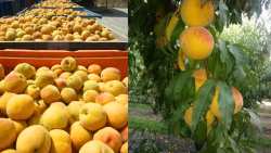 &Sigma;&tau;&alpha; "&kappa;ά&gamma;&kappa;&epsilon;&lambda;&alpha;" &omicron;&iota; &rho;&omicron;&delta;&alpha;&kappa;&iota;&nu;&omicron;&pi;&alpha;&rho;&alpha;&gamma;&omega;&gamma;&omicron;ί , &mu;&epsilon; &alpha;&nu;&omicron;&iota;&chi;&tau;έ&sigmaf; &tau;&iota;&mu;έ&sigmaf; &tau;&alpha; &sigma;&upsilon;&mu;&pi;ύ&rho;&eta;&nu;&alpha; - &Theta;&alpha; &pi;ά&rho;&epsilon;&iota; &theta;έ&sigma;&eta; &tau;&omicron; &Upsilon;&Pi;&Alpha;&Alpha;&Tau;;