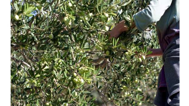 Έ&kappa;&lambda;&epsilon;&psi;&epsilon; 620 &kappa;&iota;&lambda;ά &epsilon;&lambda;&iota;έ&sigmaf; &sigma;&epsilon; &epsilon;&lambda;&alpha;&iota;ώ&nu;&alpha; &sigma;&tau;&eta;&nu; &Xi;ά&nu;&theta;&eta; - &Epsilon;&nu;&tau;&omicron;&pi;ί&sigma;&tau;&eta;&kappa;&epsilon; &kappa;&alpha;&iota; &sigma;&upsilon;&nu;&epsilon;&lambda;ή&phi;&theta;&eta;