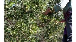 Έ&kappa;&lambda;&epsilon;&psi;&epsilon; 620 &kappa;&iota;&lambda;ά &epsilon;&lambda;&iota;έ&sigmaf; &sigma;&epsilon; &epsilon;&lambda;&alpha;&iota;ώ&nu;&alpha; &sigma;&tau;&eta;&nu; &Xi;ά&nu;&theta;&eta; - &Epsilon;&nu;&tau;&omicron;&pi;ί&sigma;&tau;&eta;&kappa;&epsilon; &kappa;&alpha;&iota; &sigma;&upsilon;&nu;&epsilon;&lambda;ή&phi;&theta;&eta;