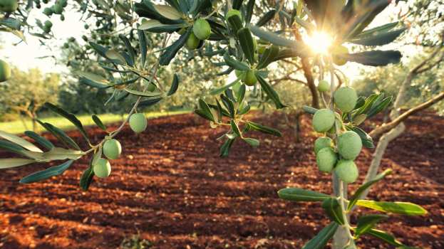 &Gamma;&epsilon;&omega;&rho;&gamma;&iota;&kappa;έ&sigmaf; &pi;&rho;&omicron;&epsilon;&iota;&delta;&omicron;&pi;&omicron;&iota;ή&sigma;&epsilon;&iota;&sigmaf; &gamma;&iota;&alpha; &tau;&eta;&nu; &Epsilon;&lambda;&iota;ά