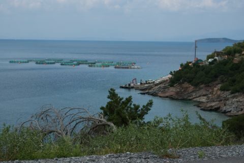 &Kappa;&alpha;&theta;&omicron;&rho;&iota;&sigma;&mu;ό&sigmaf; &theta;&alpha;&lambda;&alpha;&sigma;&sigma;ί&omega;&nu; &pi;&epsilon;&rho;&iota;&omicron;&chi;ώ&nu; &mu;&epsilon; &lambda;&iota;&beta;ά&delta;&iota;&alpha; &Pi;&omicron;&sigma;&epsilon;&iota;&delta;&omega;&nu;ί&alpha;&sigmaf;