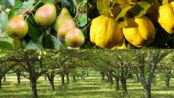 &Gamma;&epsilon;&omega;&rho;&gamma;&iota;&kappa;έ&sigmaf; &Pi;&rho;&omicron;&epsilon;&iota;&delta;&omicron;&pi;&omicron;&iota;ή&sigma;&epsilon;&iota;&sigmaf; &gamma;&iota;&alpha; &Alpha;&chi;&lambda;&alpha;&delta;&iota;ά, &Kappa;&upsilon;&delta;&omega;&nu;&iota;ά &kappa;&alpha;&iota; &Kappa;&alpha;&rho;&upsilon;&delta;&iota;ά