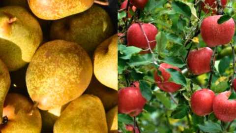 &Gamma;&epsilon;&omega;&rho;&gamma;&iota;&kappa;έ&sigmaf; &pi;&rho;&omicron;&epsilon;&iota;&delta;&omicron;&pi;&omicron;&iota;ή&sigma;&epsilon;&iota;&sigmaf; &gamma;&iota;&alpha; &tau;&eta; &Mu;&eta;&lambda;&iota;ά &kappa;&alpha;&iota; &Alpha;&chi;&lambda;&alpha;&delta;&iota;ά | &Alpha;&gamma;&rho;&omicron;&tau;&iota;&kappa;ά &nu;έ&alpha; IMATHIOTIKIGI.GR