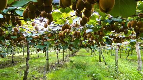 &Alpha;&gamma;&rho;&omicron;&tau;&iota;&kappa;ά &nu;έ&alpha;: &Nu;έ&alpha; &pi;&rho;&omega;&tau;&omicron;&pi;&omicron;&rho;&iota;&alpha;&kappa;ή &tau;&epsilon;&chi;&nu;&iota;&kappa;ή &alpha;&gamma;&rho;&omicron;&tau;&iota;&kappa;ή&sigmaf; &kappa;&alpha;&lambda;&lambda;&iota;έ&rho;&gamma;&epsilon;&iota;&alpha;&sigmaf; &sigma;&epsilon; &sigma;&upsilon;&nu;&theta;ή&kappa;&epsilon;&sigmaf; &sigma;&kappa;ό&tau;&omicron;&upsilon;&sigmaf;, &mu;&epsilon; &tau;&eta; &mu;έ&theta;&omicron;&delta;&omicron; Electro-Agriculture