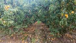 &Alpha;&pi;ά&nu;&tau;&eta;&sigma;&eta; &alpha;&pi;ό &tau;&omicron;&nu; &Upsilon;&Pi;&Alpha;&Alpha;&Tau; &gamma;&iota;&alpha; &alpha;&pi;&omicron;&zeta;&eta;&mu;&iota;ώ&sigma;&epsilon;&iota;&sigmaf; &gamma;&iota;&alpha; &tau;&iota;&sigmaf; &beta;&rho;&omicron;&chi;&omicron;&pi;&tau;ώ&sigma;&epsilon;&iota;&sigmaf; &sigma;&tau;&alpha; &rho;&omicron;&delta;ά&kappa;&iota;&nu;&alpha; &kappa;&alpha;&iota; &epsilon;&pi;&iota;&sigma;&tau;&rho;&omicron;&phi;ή &epsilon;&nu;&iota;&sigma;&chi;ύ&sigma;&epsilon;&omega;&nu; &zeta;&eta;&tau;ά &mu;&epsilon; &epsilon;&rho;ώ&tau;&eta;&sigma;&eta; &tau;&omicron;&upsilon; &omicron; &Beta;&alpha;&sigma;ί&lambda;&epsilon;&iota;&omicron;&sigmaf; &Kappa;&omicron;&tau;ί&delta;&eta;&sigmaf;