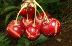 &Alpha;&nu;&alpha;&gamma;&gamma;&epsilon;&lambda;ί&alpha; &zeta;&eta;&mu;&iota;ώ&nu; &sigma;&epsilon; &kappa;&alpha;&lambda;&lambda;&iota;έ&rho;&gamma;&epsilon;&iota;&epsilon;&sigmaf; &pi;&rho;ώ&iota;&mu;&omega;&nu; &kappa;&epsilon;&rho;&alpha;&sigma;&iota;ώ&nu; &alpha;&pi;ό &beta;&rho;&omicron;&chi;ό&pi;&tau;&omega;&sigma;&eta; &sigma;&tau;&eta;&nu; &Delta;/&Tau;.&Kappa;. &Beta;&epsilon;&rho;&omicron;ί&alpha;&sigmaf;