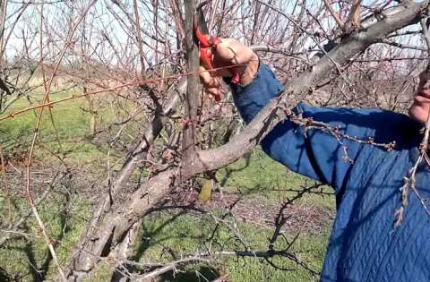 &Delta;&epsilon;&nu;&delta;&rho;&omicron;&kappa;&alpha;&lambda;&lambda;&iota;έ&rho;&gamma;&epsilon;&iota;&alpha;: &Mu;&epsilon;&tau;&alpha;&sigma;&upsilon;&lambda;&lambda;&epsilon;&kappa;&tau;&iota;&kappa;έ&sigmaf; &kappa;&alpha;&lambda;&lambda;&iota;&epsilon;&rho;&gamma;&eta;&tau;&iota;&kappa;έ&sigmaf; &phi;&rho;&omicron;&nu;&tau;ί&delta;&epsilon;&sigmaf; &sigma;&tau;&omicron;&upsilon;&sigmaf; &omicron;&pi;&omega;&rho;ώ&nu;&epsilon;&sigmaf;