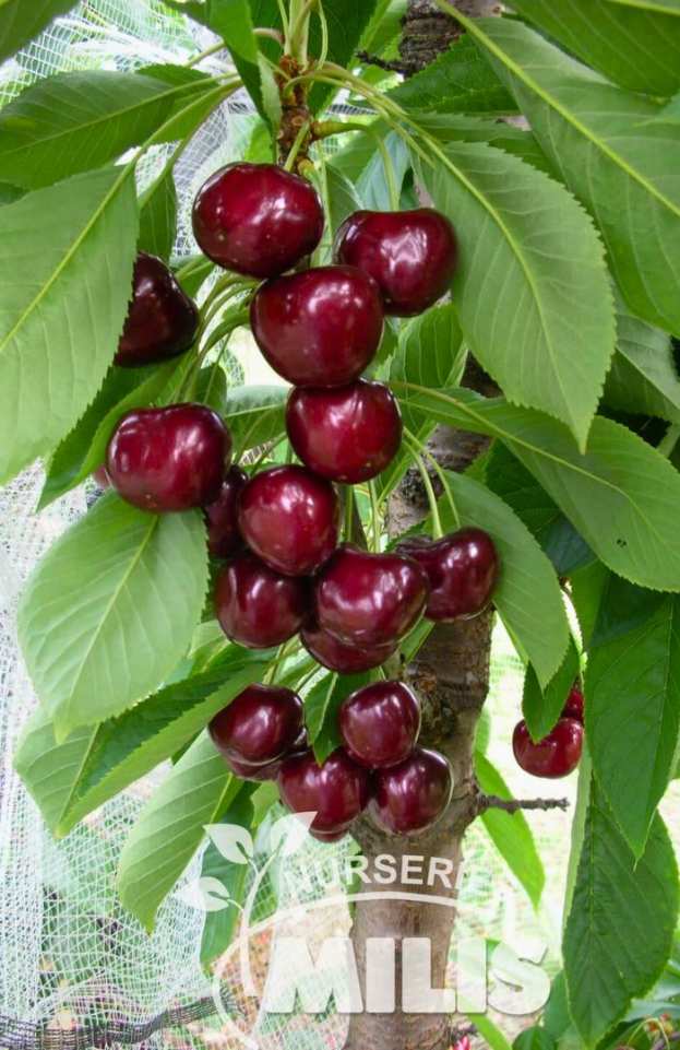 Carmen&reg; : &Eta; &pi;&omicron;&iota;&kappa;&iota;&lambda;ί&alpha; &kappa;&epsilon;&rho;&alpha;&sigma;&iota;ά&sigmaf; &pi;&omicron;&upsilon; &xi;&epsilon;&chi;&omega;&rho;ί&zeta;&epsilon;&iota; &sigma;&tau;&eta;&nu; &pi;&alpha;&rho;&alpha;&gamma;&omega;&gamma;ή &kappa;&alpha;&iota; &sigma;&tau;&eta;&nu; &alpha;&gamma;&omicron;&rho;ά