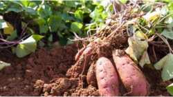 &Gamma;&lambda;&upsilon;&kappa;&omicron;&pi;&alpha;&tau;ά&tau;&alpha;: Έ&nu;&alpha; &phi;&upsilon;&sigma;&iota;&kappa;ά &laquo;&gamma;&epsilon;&nu;&epsilon;&tau;&iota;&kappa;ά &tau;&rho;&omicron;&pi;&omicron;&pi;&omicron;&iota;&eta;&mu;έ&nu;&omicron; &phi;&upsilon;&tau;ό&raquo;